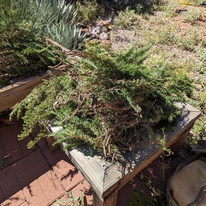 May include: A pile of green rosemary sprigs on a wooden table with a brown background.