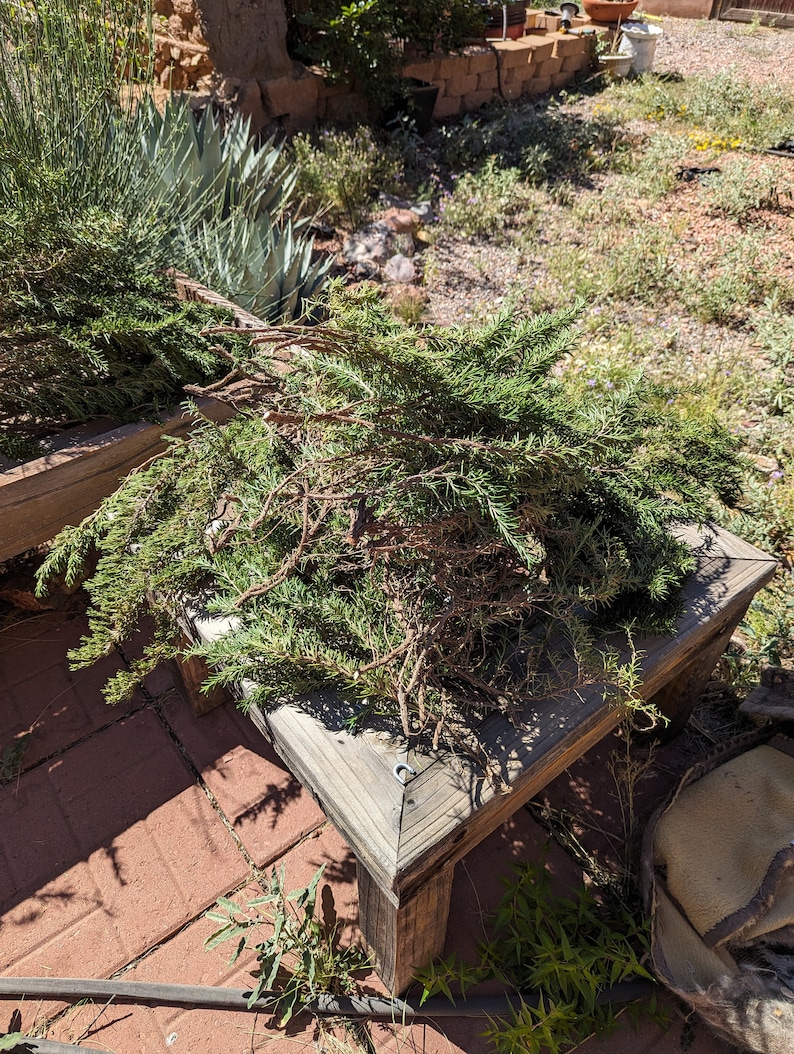 May include: A pile of green rosemary sprigs on a wooden table with a brown background.