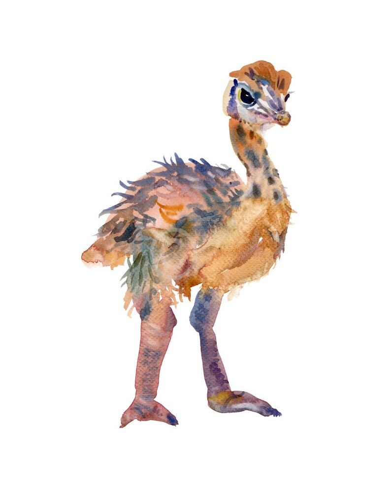 May include: Watercolour painting of a baby ostrich with brown and blue feathers. The ostrich is standing on a white background.