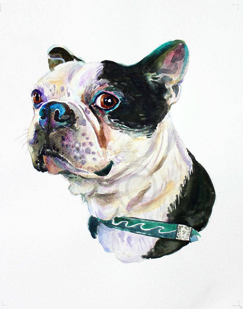 Custom pet portrait, pet portrait, , dog portrait, pet art, dog art, Boston terrier image 1