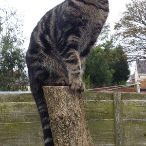 May include: A tabby cat with green eyes sits on a tree stump. The cat is looking up and has a striped pattern on its fur.