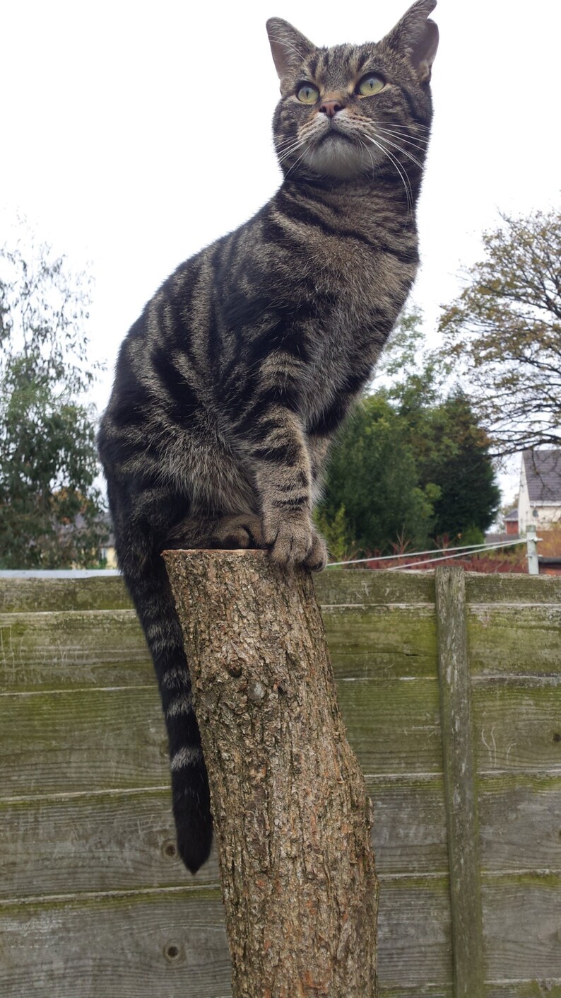 May include: A tabby cat with green eyes sits on a tree stump. The cat is looking up and has a striped pattern on its fur.