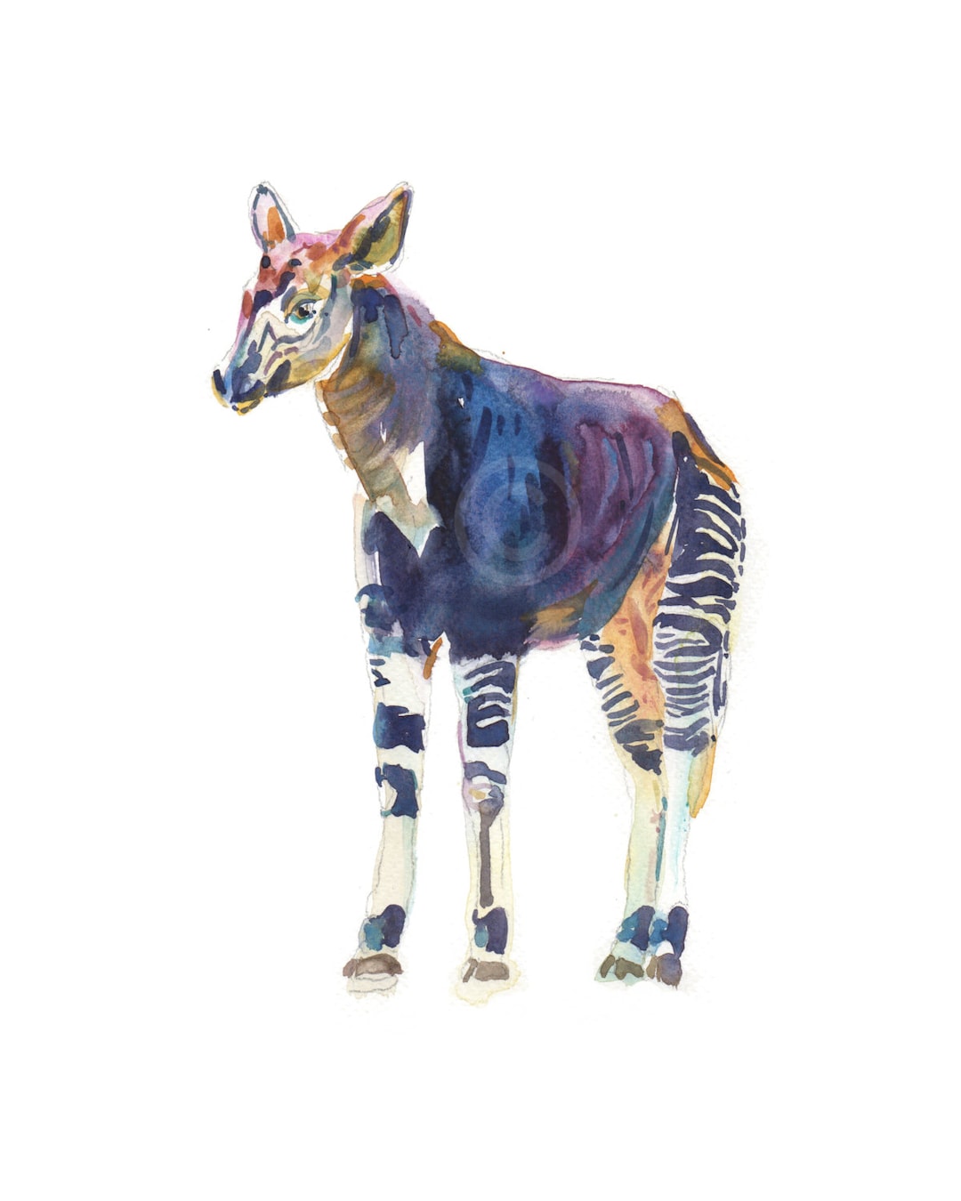 Okapi - Size 8x10in - Watercolor Painting - Animal Art Print - Etsy