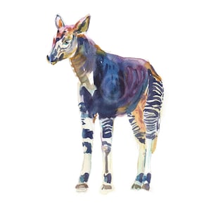 Okapi - size 8x10in  - Watercolor  Painting - Animal Art Print