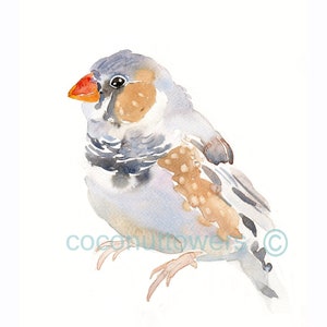 Bird Art -  Finch - Size 8x 10in - Watercolor Painting - Art Print