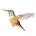 Owner of <a href='https://www.etsy.com/shop/Coconuttowers?ref=l2-about-shopname&from_page=listing' class='wt-text-link'>Coconuttowers</a>