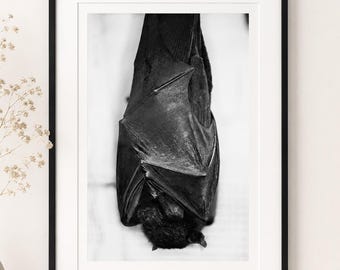 Sleeping Bat Photograph – Eerie Halloween Wall Art