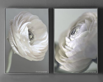 White Ranunculus Print Set - Set of 2 ranunculus art flowers shabby chic 8x10 prints gray 11x14 16x20 bedroom wall decor 5x7 purity