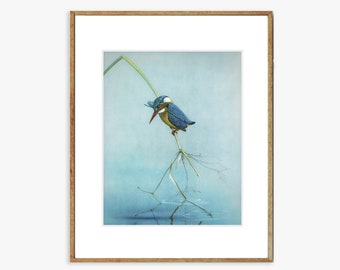 Kingfisher Art Print -  A Blue Kingfisher Bird Resting over a Pond, Bathroom Wall Art, Bird Wall Decor, 20x24, 30x40
