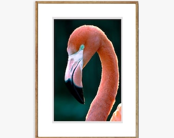 Flamingo Wall Art - Close Up Photography of a Pink Flamingo Bird