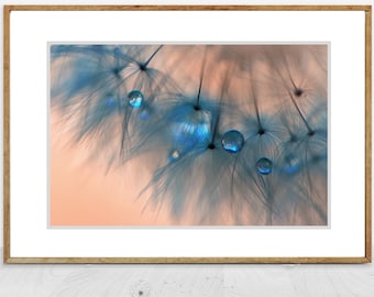 Flower Photography - pink and blue photograph, dandelion w/ winter raindrops, nature, flower wall art, home decor - dandelion photo - "Luxe"