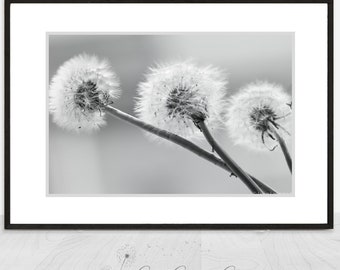 Black and white Dandelion Art - dandelions against gray 11x14 8x10 prints 16x24 black and white prints minimal 24x36 "Yearning"
