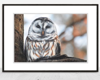 Owl Wall Art - Fine Art Photograph of a Barred Owl in Autumn Tree