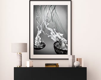 Black and White Photography - two black jellyfish, jellyfish art, underwater photography, sea animals, large wall art,16x20 print,"Unity"