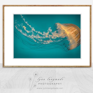 Beach Photography - orange striped jellyfish, ocean, sea, beach wall decor, teal blue, jellyfish wall art, jellyfish prints - "Ephemeral"