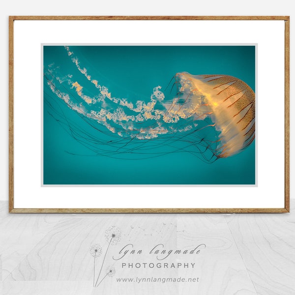 Beach Photography - orange striped jellyfish, ocean, sea, beach wall decor, teal blue, jellyfish wall art, jellyfish prints - "Ephemeral"