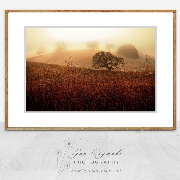 Landscape Photography - trees in morning fog, nature photography, brown and gold, tree wall art, living room wall decor -  "Translation"