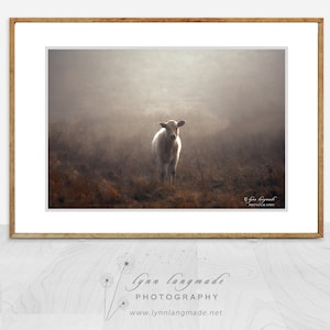 Baby Cow Wall Art - A White Calf Photograph for the Farmhouse or Country Home
