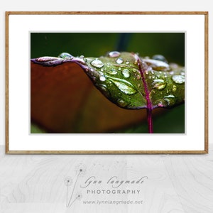 Nature Photography - green and purple leaf  with autumn rain, green wall decor, raindrops, autumn wall decor, sparkly wall art, "Radiance"