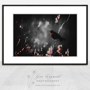 Black and White Photography - blackbird on a branch, red-winged, home decor, red and black, nature, blackbird photograph - &quot;Calling Home&quot;