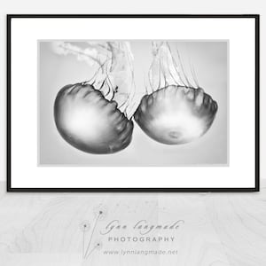 Black and White Photography jellyfish photograph, black and white jellyfish, ocean, sea, beach home decor, jellyfish prints Soul Mates image 1