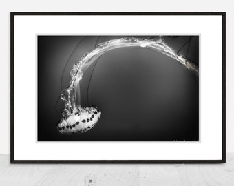 Black and White Photography - black and white spotted  jellyfish, ocean, sea, beach home decor, jellyfish wall prints - "Flow"