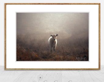 Baby Cow Wall Art - A White Calf Photograph for the Farmhouse or Country Home