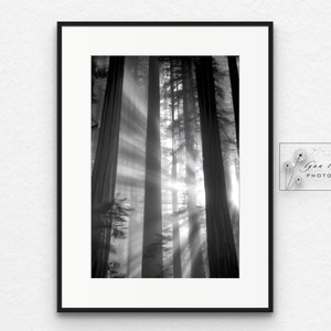 Kalifornische Redwoods-Druck - Schwarzweiß-Sunburst-Foto, dramatische Lichtstrahlen Kunst