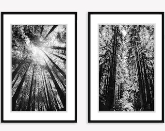 Redwood Photography -- Set of 2 Redwood Forest Photos in Black and White for the Living Room, 16x20, 20x30