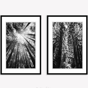 Redwood Photography -- Set of 2 Redwood Forest Photos in Black and White for the Living Room, 16x20, 20x30
