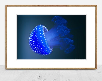 Jellyfish Photography - electric blue jellyfish print 8x10 California 11x14 jellyfish art 16x20 underwater photography 5x7 "Parachute II"