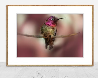 Hummingbird Photography - pink hummingbird bird photography summer  8x10 print hummingbird photos bird wall art pink decor 16x20 - "Wing"