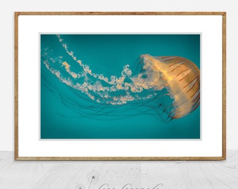 Beach Photography - orange striped jellyfish, ocean, sea, beach wall decor, teal blue, jellyfish wall art, jellyfish prints - "Ephemeral"