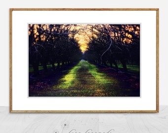 Landscape Photography - orchard trees, nature photography 8x10 print landscape images green tree wall art living room wall decor - "Exile"