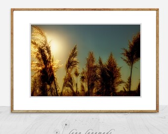 Nature Photography - golden grass with dreamy sun, summer, blue decor, home decor, nature wall art, dreamy, gold wall prints  - "Metronome"