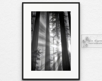 May include: Black and white framed photograph of tall redwood trees with sunlight streaming through the canopy. The image is a vertical composition, with the trees dominating the frame. The photograph is signed "Gan Langmade Photography".
