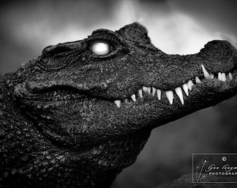 Crocodile Black and White - Horror Wall Art, Reptile Photography, Black and White Animal
