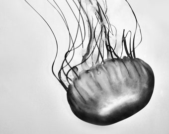 Black and White Jellyfish Photography - sea nettle jellyfish art 16x24 bathroom wall decor 24x36 underwater photography 11x14 8x10 "Quest"