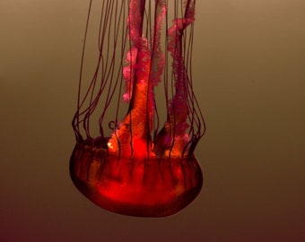 Jellyfish Photography - red jellyfish print large wall art 16x24 beige ocean 11x14 jellyfish art 24x36 underwater art pink tan "Burning Sea"