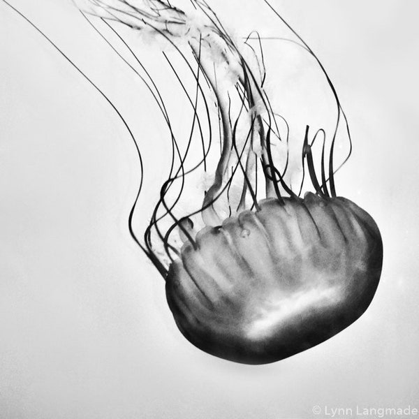 Black and White Jellyfish Photography - sea nettle jellyfish art 16x24 bathroom wall decor 24x36 underwater photography 11x14 8x10 "Quest"