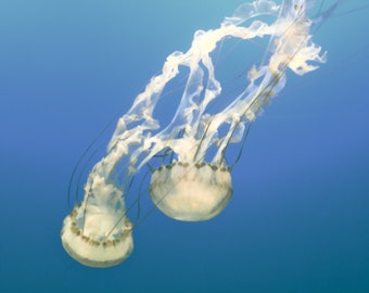 Jellyfish Art - pictures of jellyfish blue bathroom print jellyfish print 8x10 photo underwater photography 16x20 poster 11x14 - "Harmony"