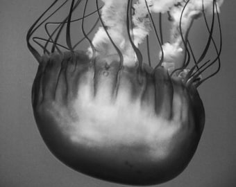 Black and White Jellyfish Print - dark gray jellyfish 8x10 prints underwater 26x24 11x14 jellyfish art large wall art 5x7 photo - "Bullet"