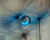 Flower Photography - blue dandelion print winter print nature photography blue wall decor flower art 8x10 prints raindrops 11x14 16x20 brown