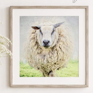 May include: A square framed wall art print featuring a front-facing portrait of a fluffy white sheep standing in a green pasture. The artwork is displayed in a light wood frame, with the text Lynn Langmade Fine Art visible in the top right corner.