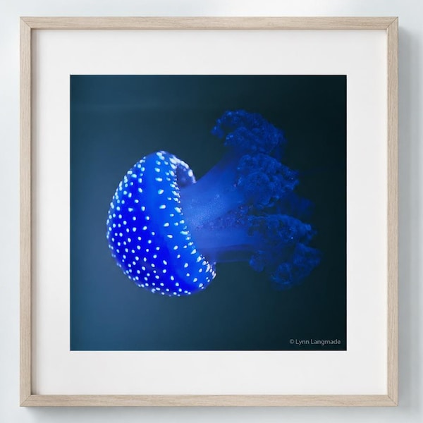Electric Blue Jellyfish Photography Print – Underwater Animal Art, "Parachute II"