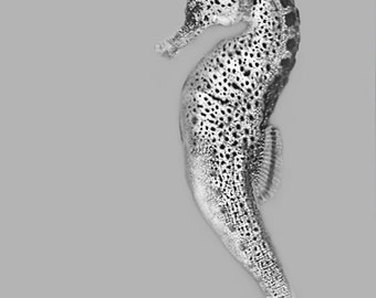 Black and White Photography - black and white seahorse wall decor 5x7 8x10 11x14 ocean photography seahorse wall art sea animal - "Majestic"