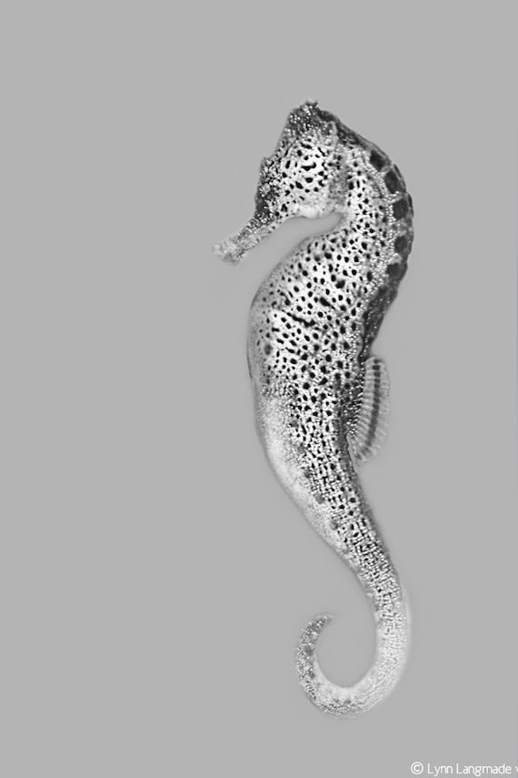Black and White Photography Black and White Seahorse Wall - Etsy Australia Black and White Photography Black and White Seahorse Wall - Etsy Australia