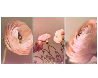 Pink Ranunculus Print Set - Set of 3 ranunculus flowers 8x10 photo peach still life photography 11x14 ranunculus wall art 16x20 mothers day