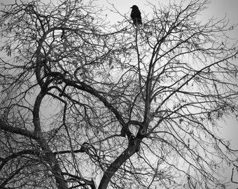 Paris Black and White - raven tree Paris black wall art 8x10 photo 11x14 16x20 gray travel wall print dreamy hallway decor "Silence, II"