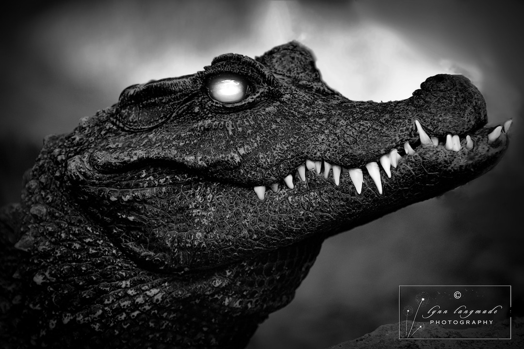Crocodile Black and White Horror Wall Art, Reptile Photography, Black and White Animal Etsy